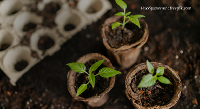 Особенности ухода за рассадой в органическом земледелии Особенности ухода за рассадой в органическом земледелии
