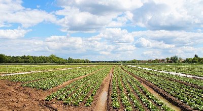 Плодородная почва – органический и/или органичный подход