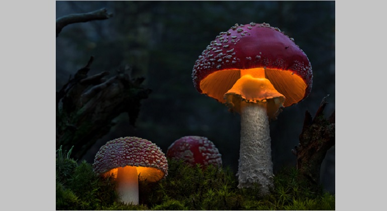 TED-лекция «Страшное царство грибов»
