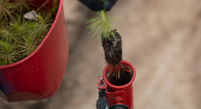 «Зеленая» акция «100 га». Лесовосстановление с Молчановкой «Зеленая» акция «100 га». Лесовосстановление с Молчановкой